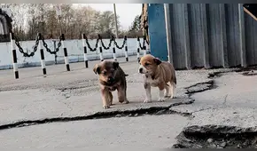¿Por qué no se puede tocar a los perros en Chernóbil? [VIDEO]