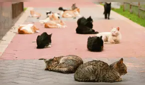 Organizan campaña de adopción para más de 100 gatos abandonados en el Parque Universitario