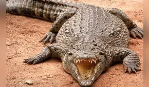 África: madre metió sus dedos en la nariz de cocodrilo para evitar que se comiera a su hijo