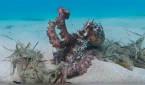 YouTube viral: pulpo se hace “invisible” con increíble técnica de camuflaje y escapa de buzo [VIDEO] 