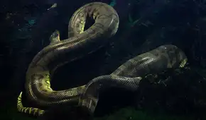 Confirman una cuarta especie de anaconda en Sudamérica