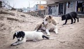 Congreso propone proyecto para que esterilización de perros y gatos sea una política de salud pública