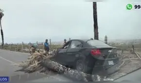 Chorrillos: reportan caída de dos palmeras en los últimos días