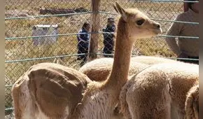 La fiesta del chaccu en Pampa Galeras [VIDEO]