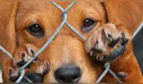 Surco: rescatan a 68 perritos de criadero clandestino donde se registró incendio