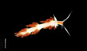 Nuevos habitantes del mar