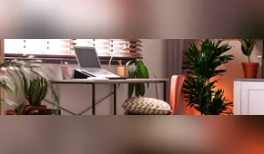 Plantas decorativas para tu casa