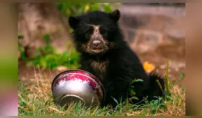 Huancayo: rescatan a osezno que fue encontrado amarrado a un árbol [FOTOS]