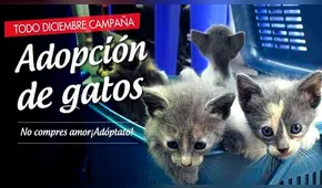 Parque Universitario: durante todo diciembre, darán en adopción a gatos abandonados 