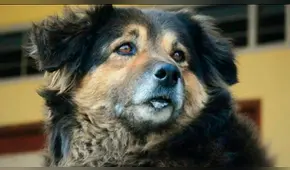 Facebook: alumnos de la UNMSM muestran lápida de ‘Perrovaca’ y grosero error capta la atención [FOTOS] 