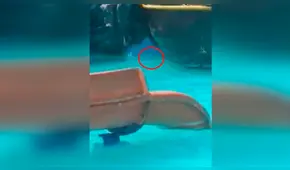 Encuentran roedor en piscina de local de esparcimiento en Piura [VIDEO]