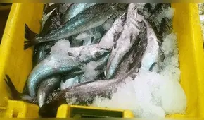 El Agustino: venderán pescado a precio bajo