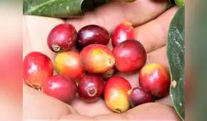 San Martín: cooperativa Bosque del Altomayo avanza en ranking de exportadores de café