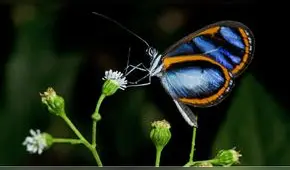 Sierra del Divisor tendrá su primer mariposario en octubre