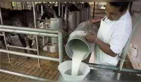 Indecopi publicará la próxima semana informe preliminar sobre el sector lácteo en el Perú