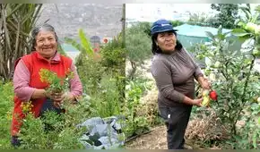 Agricultores urbanos de VMT y SJM abandonan sus cultivos debido a la pandemia 