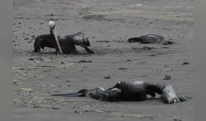 Gripe aviar: reportan disminución de muertes de aves marinas en Piura