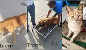 Los animales: las otras víctimas de la represión policial durante las protestas Los animales: las otras víctimas de la represión policial durante las protestas