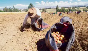Siembra de la presente campaña agrícola cae en 18,8%