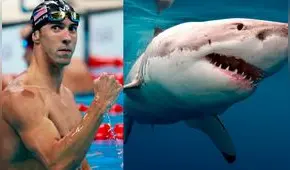 Michael Phelps nadará contra un tiburón blanco