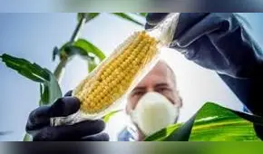 Congreso amplía moratoria a producción de transgénicos hasta el 2035