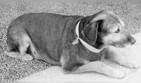 Cuerpo de ‘Perrovaca’ fue enterrado en la Universidad San Marcos