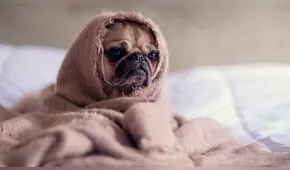 Estas son las razas de perros que están preparadas para soportar el frío