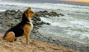 ¿Cuál es la historia de Vaguito, el perro que aún espera cerca del mar a su dueño fallecido? ¿Cuál es la historia de Vaguito, el perro que aún espera cerca del mar a su dueño fallecido?