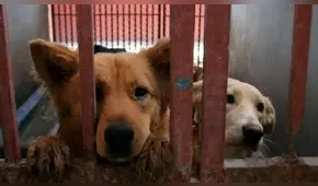 Recibieron donación de alimentos para 53 mascotas: animales estuvieron a punto de morir [FOTOS]