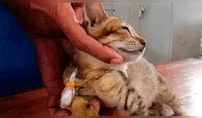 Escapa un gato arrestado por narcotráfico de una cárcel de máxima seguridad en Sri Lanka