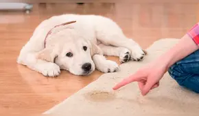 Dog tips: Consejos para evitar que tu perro se orine dentro de la casa