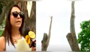 San Borja: denuncian tala de árboles por obra de la municipalidad [VIDEO]