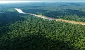 MEF presentará proyecto de ley para promover el sector forestal a fines de este mes