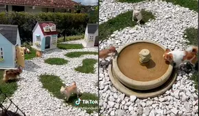 Mujer crea su ‘villa chihuahua’ dentro de su hogar para que sus perros vivan con lujos