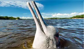 Delfines de río y manatíes ya cuentan con plan de conservación