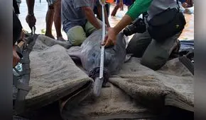 Delfines de río en Perú serán monitoreados vía satélite [VIDEO]