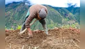 Fertiabono II: Midagri aprobará reforzamiento del subsidio a fines de enero  