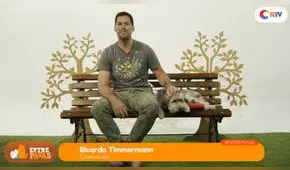 Obesidad en las mascotas te contamos cómo combatirla - Entre patas