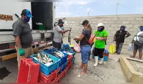 Toque de queda: Autoridades repartieron 8 toneladas de tiburón azul a familias pobres en Moquegua  