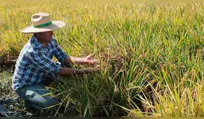 Minagri anuncia censo para conocer el stock nacional de arroz