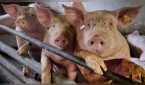 “No es un virus nuevo”: China dice que gripe porcina G4 es común y poco contagiosa 