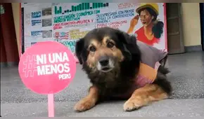 Facebook viral: sanmarquinos lloran muerte de ‘Perrovaca’ y le dedican emotivas palabras [FOTOS]