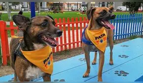 Patatón 2020: este año la ‘Teletón’ para animales rescatados será virtual y tú puedes sumarte