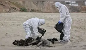 Gripe aviar en Perú: síntomas y formas de contagio de la influenza H5N1