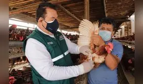 La Libertad: monitorearán a 4.890 aves para descartar gripe aviar