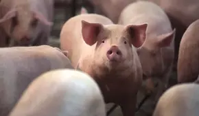 China descubre nueva gripe en cerdos con “potencial pandémico”