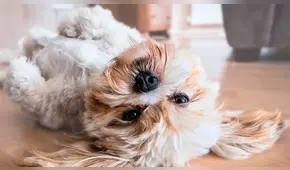 6 posiciones de dormir y su significado en el estado de ánimo de los perros