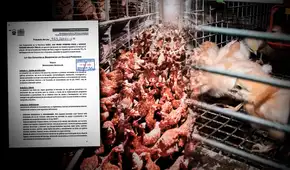 Bienestar de las gallinas ponedoras: ¿por qué no hay ley pese a que aves son sometidas a maltratos?