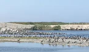 Gripe H5N1 en Arequipa: hallan unos 50 pelícanos muertos en Camaná