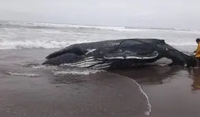 Ballenato muerto en las costas de Tacna provoca sorpresa [FOTOS Y VIDEOS]